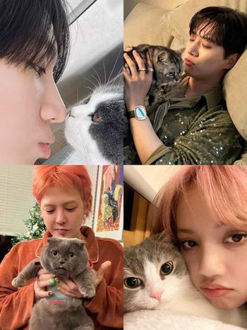 頂流韓星私下也是貓奴！SHINee泰民、Stray Kids Lee Know...，ZOA人氣不輸主人GD！