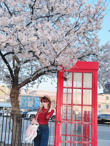 無敵打卡點🌸無心川櫻花路