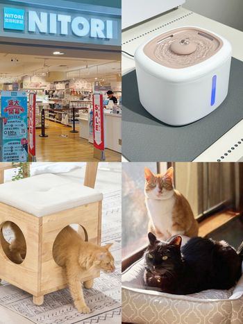 2026宜得利最新必買6大寵物用品推薦！涼感寵物床夏天必備、「寵物邊桌」讓你跟毛孩天天黏在一起！