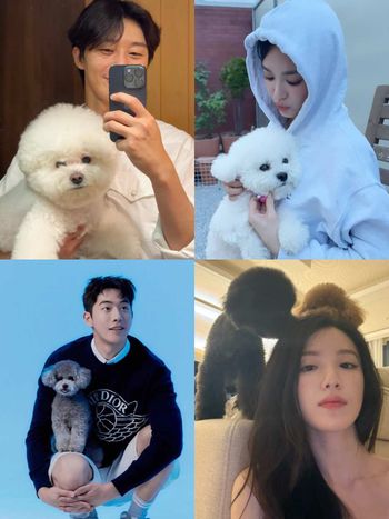 韓星都愛「棉花糖＆泰迪熊小狗」！朴敘俊、宋慧喬最愛比熊，太妍、舒華不敵貴賓魅力，捲毛犬必知照顧守則！