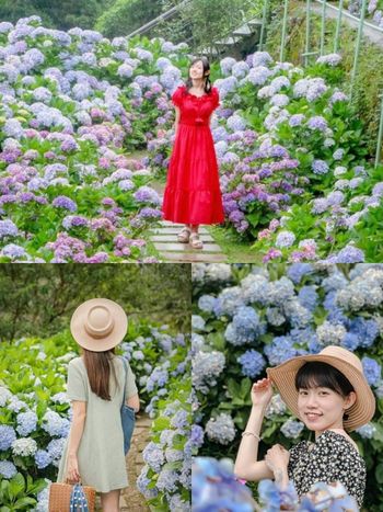 2026全台6大必拍繡球花景點推薦！陽明山竹子湖、苗栗花露農場⋯粉藍漸層花海隨便拍都美翻！