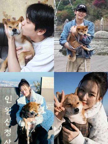 秀彬、舒華都是柴犬奴！超萌柴柴日常公開，颱風天陪散步是基本，養阿柴前必知5大照顧重點！