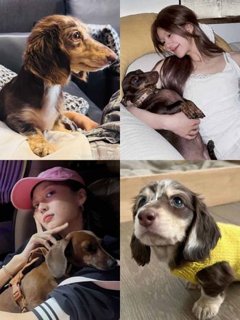 孫千撞臉愛犬、趙露思把毛孩變品牌主角！aespa寧寧也被小短腿收服，臘腸狗照顧6個重點一次看！