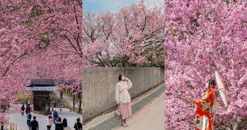 2025全台5大賞櫻景點推薦！陽明山爆美櫻花巷、福壽山農場、司馬庫斯粉紅花海夢幻炸！
