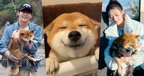 秀彬、舒華都是柴犬奴！超萌柴柴日常公開，颱風天陪散步是基本，養阿柴前必知5大照顧重點！