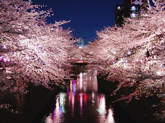 2025日本東京6大賞櫻景點推薦！木場公園爆美粉白櫻花海、隅田公園捕捉晴空塔櫻花美景夢幻炸！-15