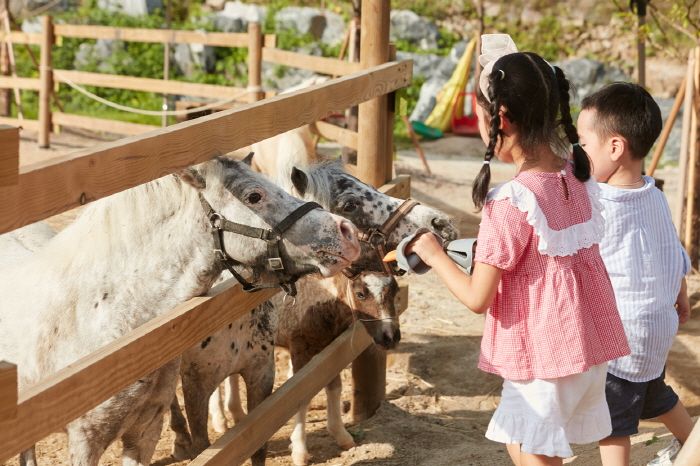 2026春季6大韓國旅遊景點推薦！江陵鏡浦湖櫻花海美翻天、首爾近郊跟羊駝近距離接觸太療癒！-6