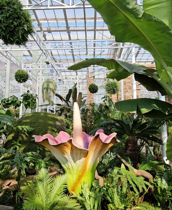 韓國人氣植物園跟Kakao Friends推聯名特展！園丁春植萌翻必拍、還有限定「賞花萊恩玩偶&小貼紙」要買！-15