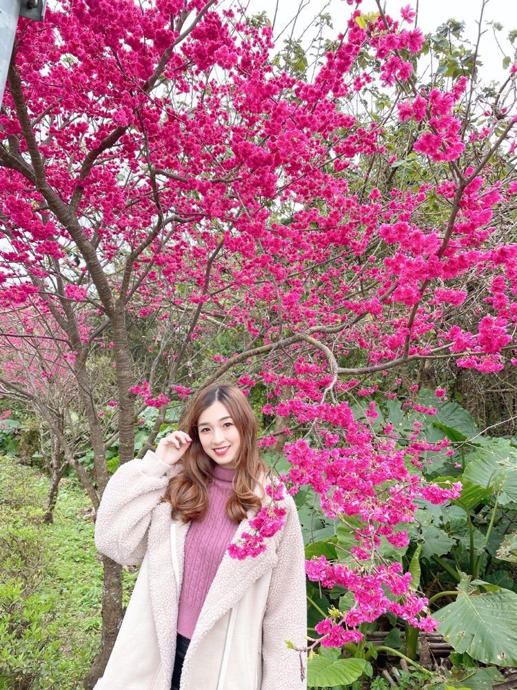 2025全台5大賞櫻景點推薦！陽明山爆美櫻花巷、福壽山農場、司馬庫斯粉紅花海夢幻炸！-1