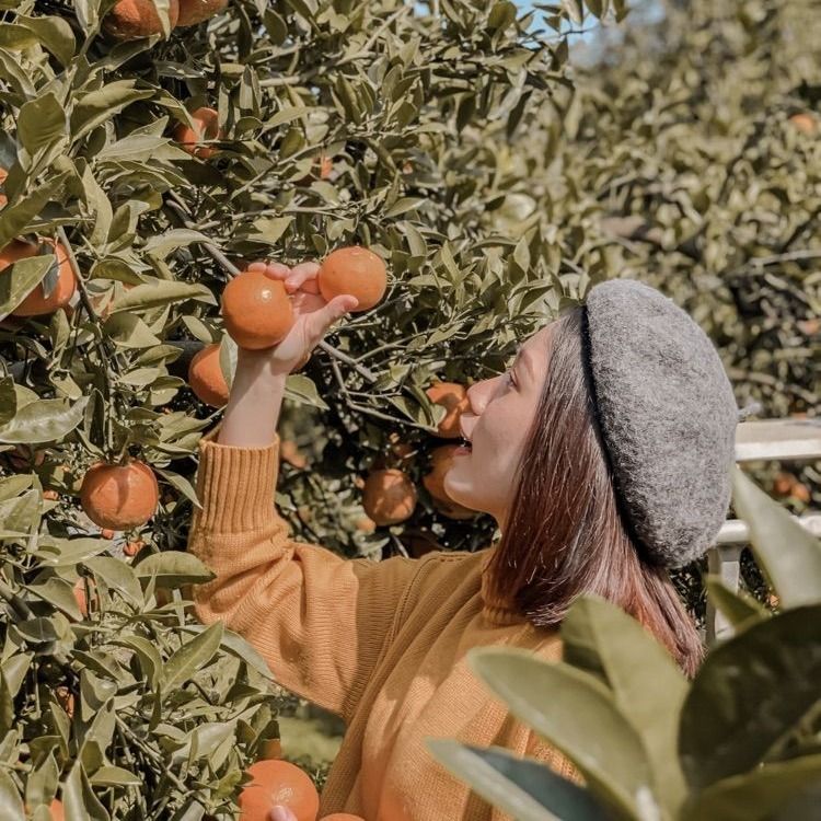 2026中南部走春景點推薦！苗栗橙香森林橘子園美翻、高雄最新動物園區可以跟樹懶近距離接觸！-12