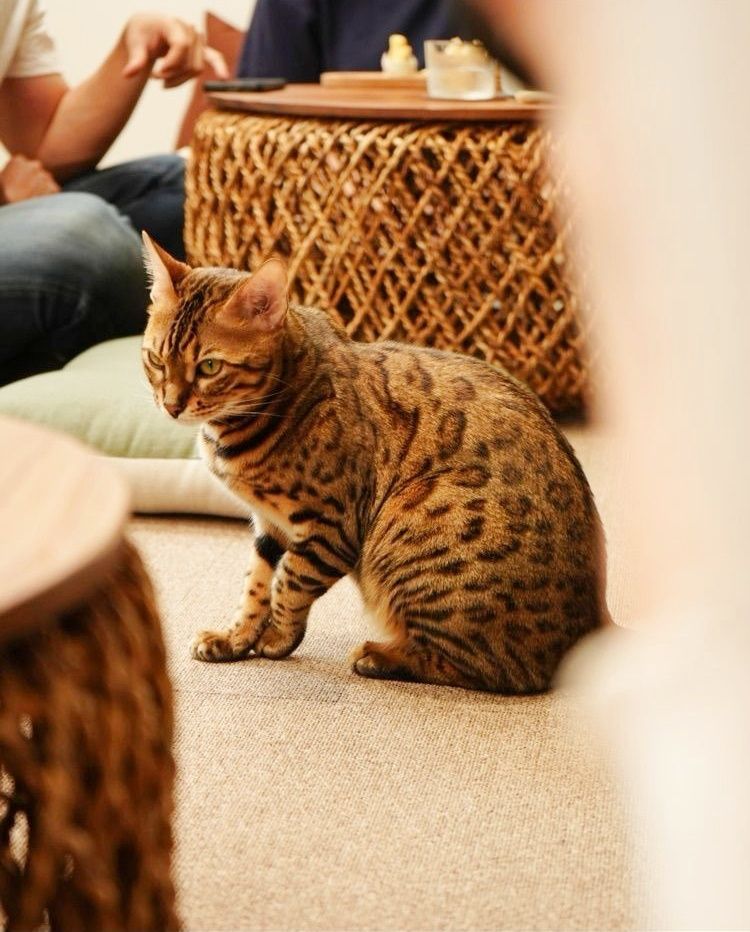 2025雙北4間貓咪咖啡廳推薦！呆萌賓士貓店長讓你擼到爆、還有Q翻「貓貓造型甜點」要吃！-9