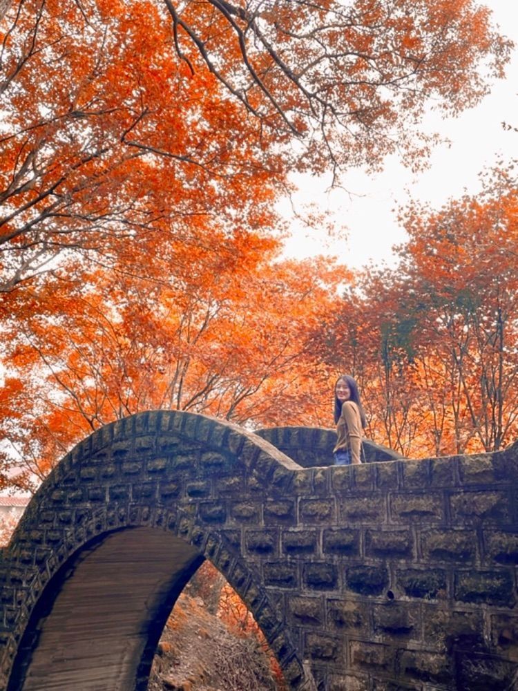 2025全台賞楓景點推薦！阿里山小笠原觀景台一片楓紅超夢幻、「這裡」除了楓葉還有落羽松拍起來美炸！-3