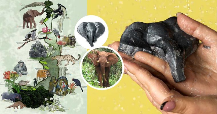 從洗澡開始的保育行動！LUSH「守護大象沐浴果凍」即將開賣，75%收益捐公益、用香氣守護非洲森林象！