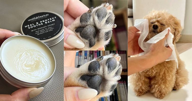 毛孩肉墊保養須知！肉球的功能＋三個主人必知養護重點，乾裂粗糙不見、輕鬆守護貓狗的粉嫩嫩肉球！