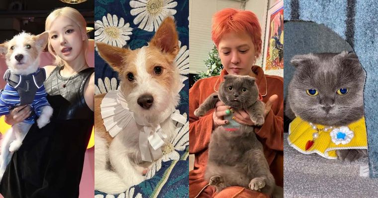 不只主人會穿！韓星「寵物造型」太狂！Rosé愛犬登雜誌封面、GD愛貓Zoa更是自己賺罐罐！