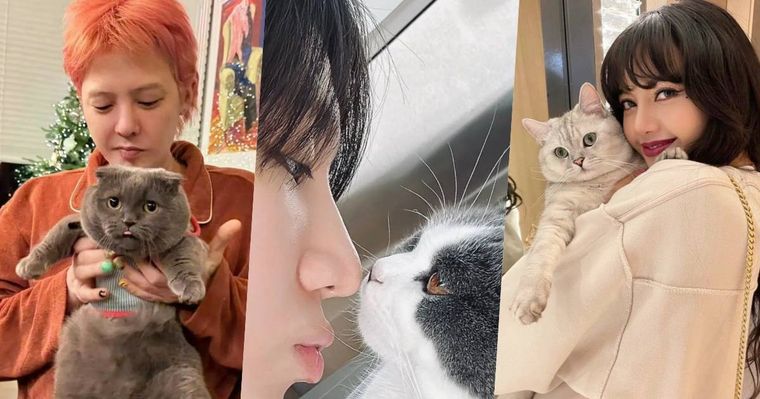 頂流韓星私下也是貓奴！SHINee泰民、Stray Kids Lee Know...，ZOA人氣不輸主人GD！