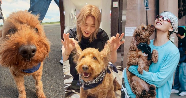 BTS竟然有專屬情緒支援犬！Jimin、V社群都狂曬的狗狗Stoney Blue，正是世巡演唱會「安撫高壓」的團寵！