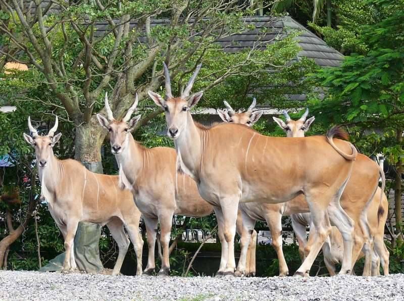 狂賀「麟洋配」再奪金牌！麥當勞大麥克買一送一、臺北市立動物園跟「這動物」拍照再送禮物！-1