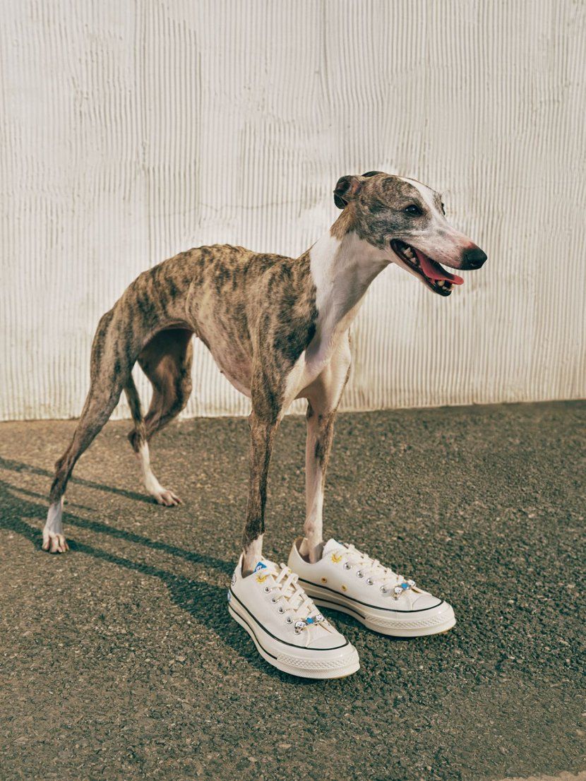 把毛小孩穿上身！CONVERSE最新聯名犯規可愛！「毛孩插畫鞋、T恤」萌到爆、一套直接穿出門！-6