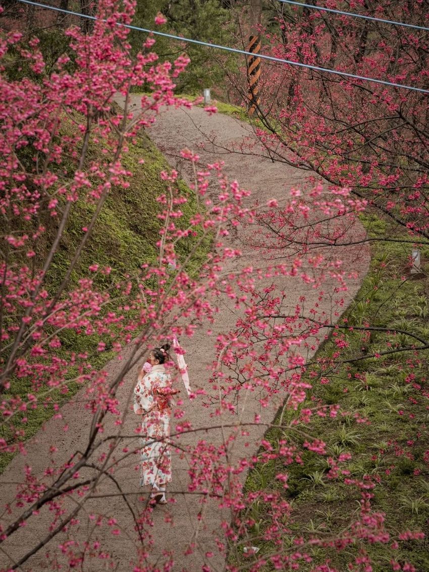 不用飛日本！2024全台賞櫻景點懶人包：武陵農場、新竹司馬庫斯⋯粉紅花海浪漫炸！-4