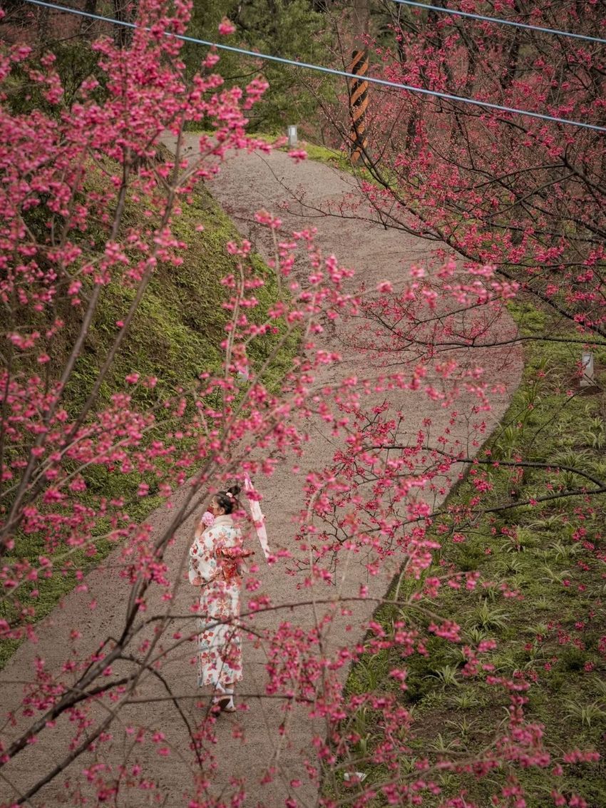 不用飛日本！2024全台賞櫻景點懶人包：武陵農場、新竹司馬庫斯⋯粉紅花海浪漫炸！-4