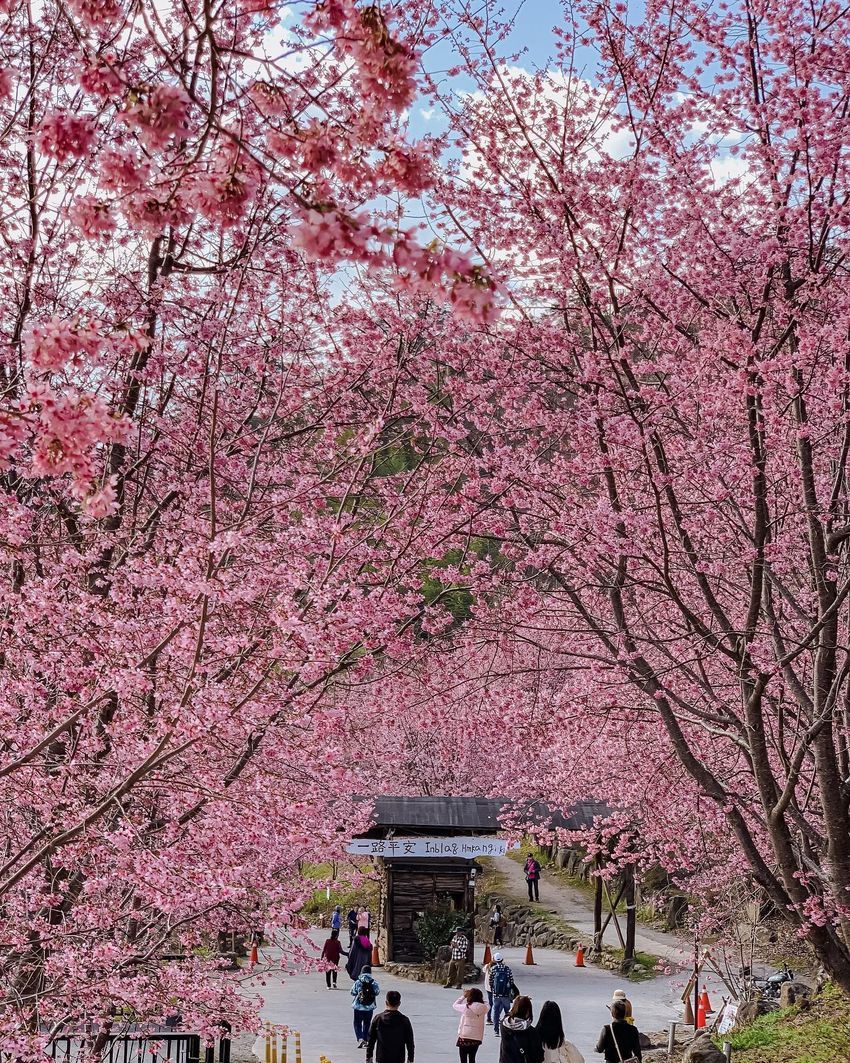 不用飛日本！2024全台賞櫻景點懶人包：武陵農場、新竹司馬庫斯⋯粉紅花海浪漫炸！-6