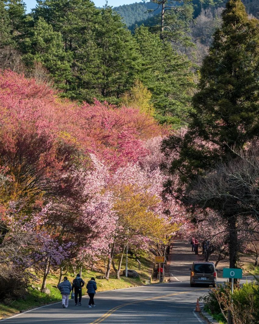 不用飛日本！2024全台賞櫻景點懶人包：武陵農場、新竹司馬庫斯⋯粉紅花海浪漫炸！-11