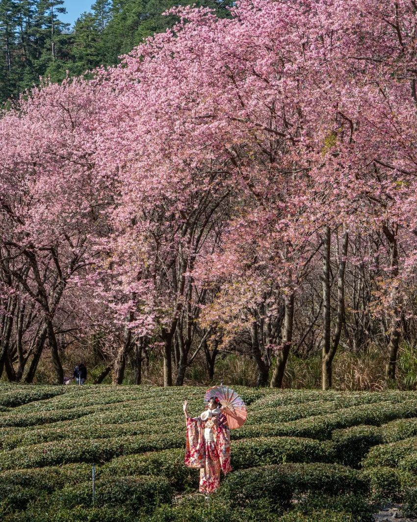 不用飛日本！2024全台賞櫻景點懶人包：武陵農場、新竹司馬庫斯⋯粉紅花海浪漫炸！-12