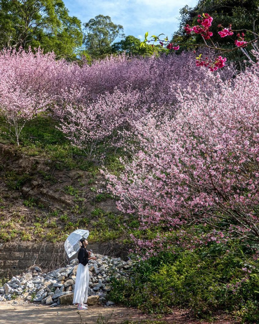 不用飛日本！2024全台賞櫻景點懶人包：武陵農場、新竹司馬庫斯⋯粉紅花海浪漫炸！-13