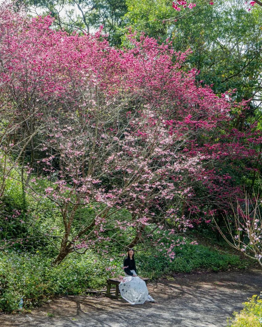 不用飛日本！2024全台賞櫻景點懶人包：武陵農場、新竹司馬庫斯⋯粉紅花海浪漫炸！-14