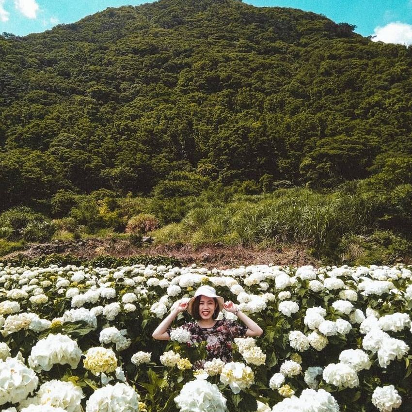 2024全台5大繡球花景點懶人包！陽明山竹子湖、高家繡球花田⋯粉藍花海隨便拍都美！-3