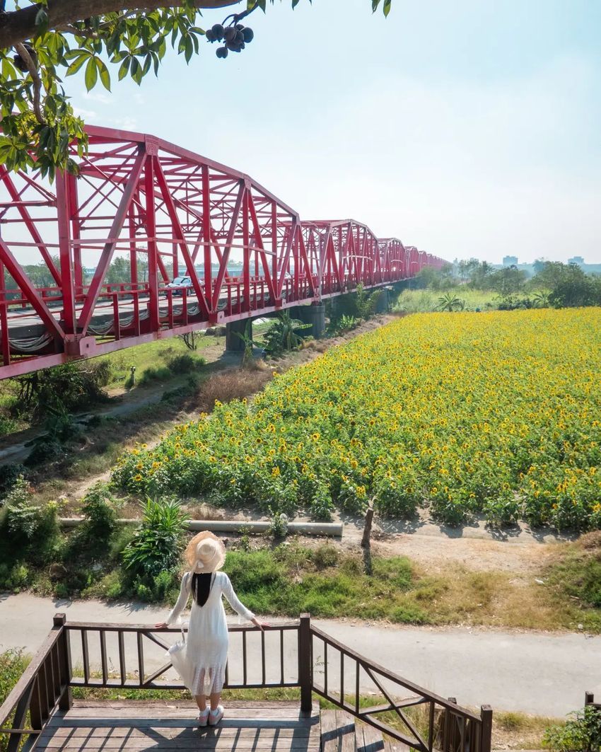 2024全台5大向日葵景點懶人包！貓空步道、大佳河濱公園⋯無邊際金黃花海隨便拍都美翻！-2