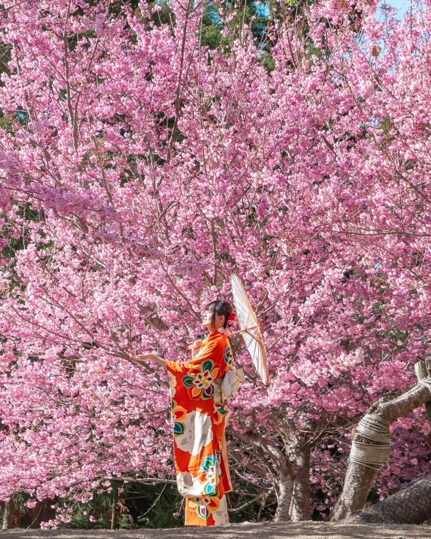 2025全台5大賞櫻景點推薦！陽明山爆美櫻花巷、福壽山農場、司馬庫斯粉紅花海夢幻炸！-6