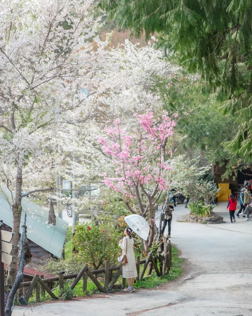 2025全台5大賞櫻景點推薦！陽明山爆美櫻花巷、福壽山農場、司馬庫斯粉紅花海夢幻炸！-11