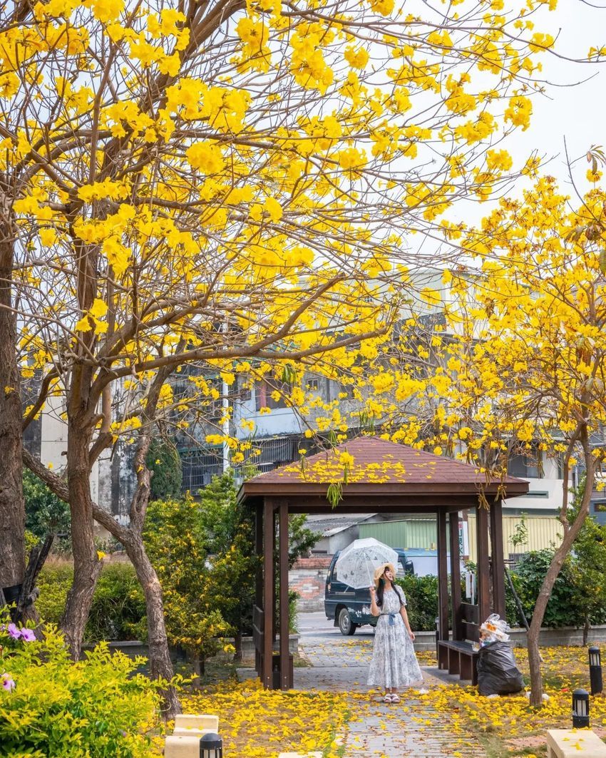 2025春季全台必拍5大花海景點推薦！士林官邸鬱金香、黃花風鈴木、櫻花花海⋯美到相機停不下來！-5