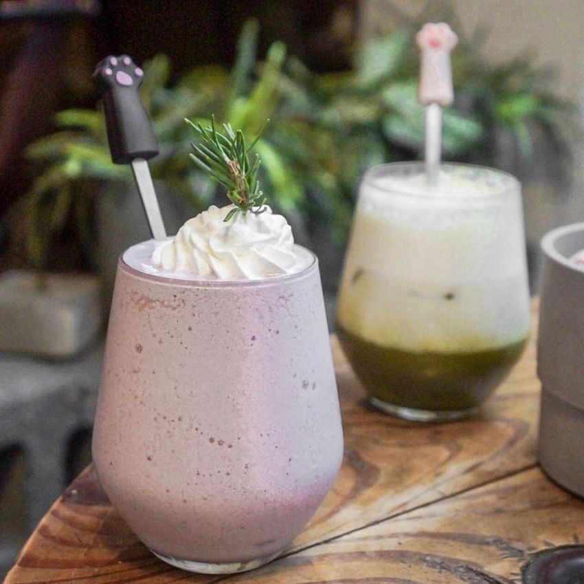 2025雙北4間貓咪咖啡廳推薦！呆萌賓士貓店長讓你擼到爆、還有Q翻「貓貓造型甜點」要吃！-6