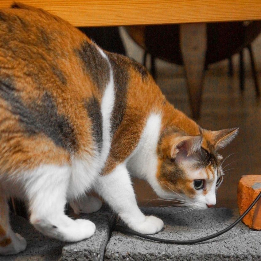 2025雙北4間貓咪咖啡廳推薦！呆萌賓士貓店長讓你擼到爆、還有Q翻「貓貓造型甜點」要吃！-5