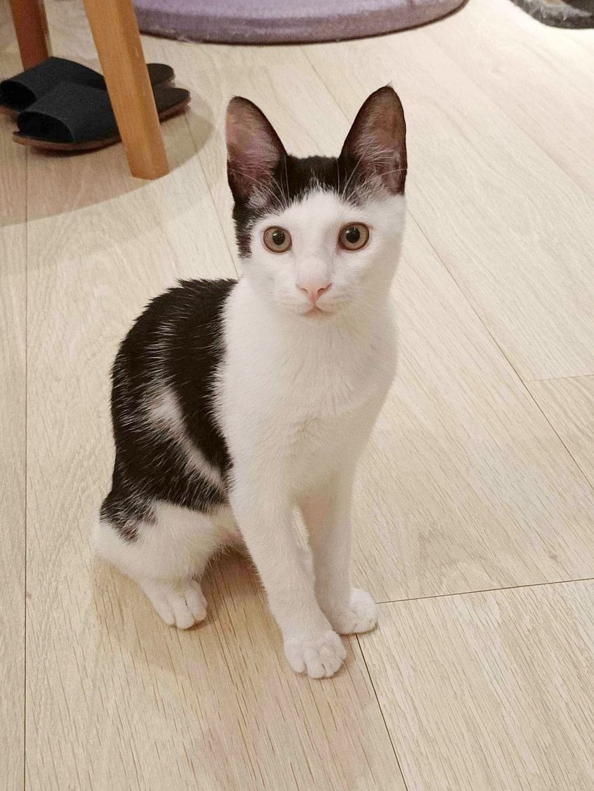 2025雙北4間貓咪咖啡廳推薦！呆萌賓士貓店長讓你擼到爆、還有Q翻「貓貓造型甜點」要吃！-20