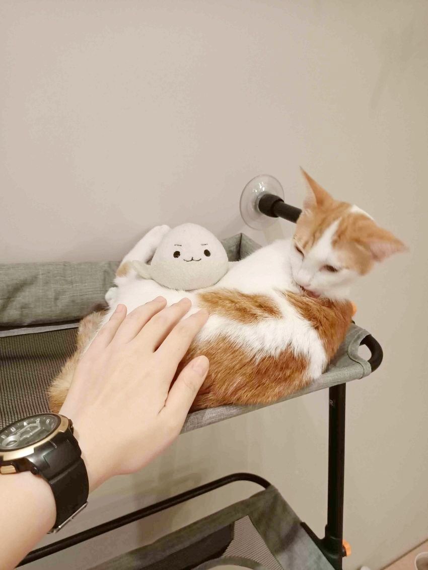 2025雙北4間貓咪咖啡廳推薦！呆萌賓士貓店長讓你擼到爆、還有Q翻「貓貓造型甜點」要吃！-21