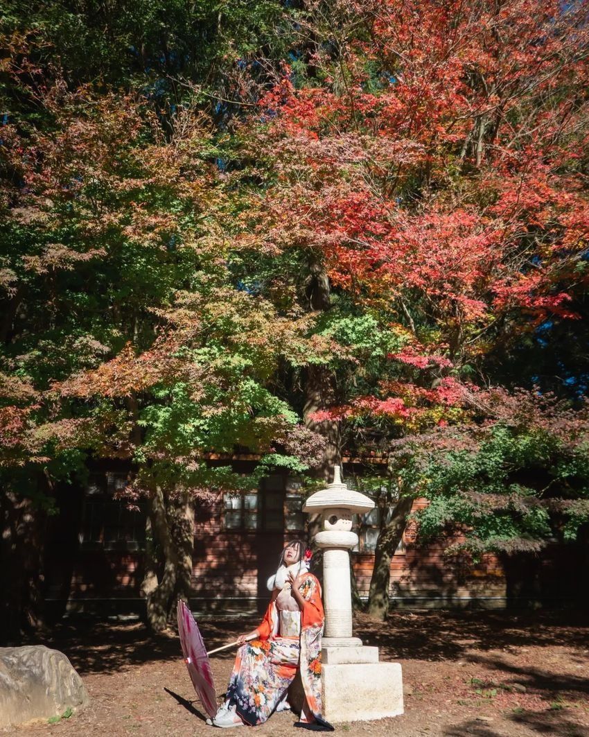 2025全台賞楓景點推薦！阿里山小笠原觀景台一片楓紅超夢幻、「這裡」除了楓葉還有落羽松拍起來美炸！-5