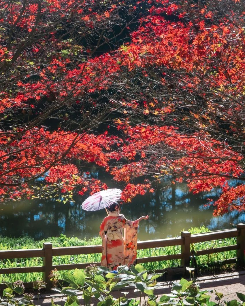 2025全台賞楓景點推薦！阿里山小笠原觀景台一片楓紅超夢幻、「這裡」除了楓葉還有落羽松拍起來美炸！-4