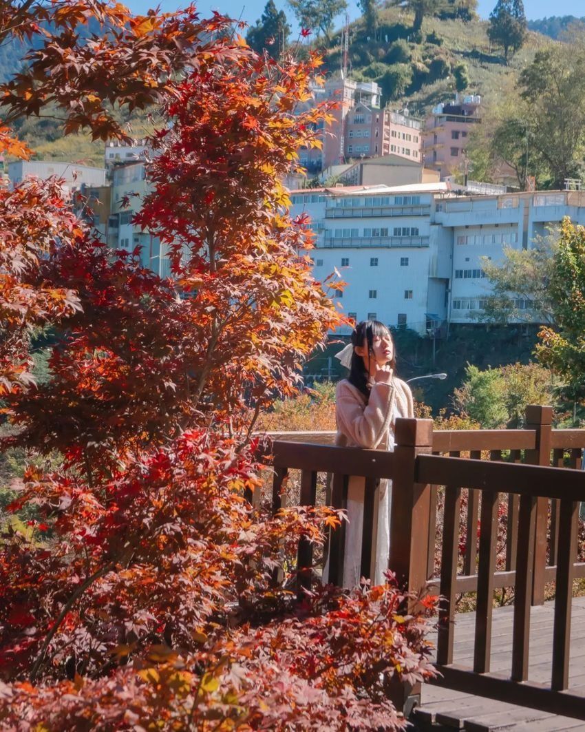 2025全台賞楓景點推薦！阿里山小笠原觀景台一片楓紅超夢幻、「這裡」除了楓葉還有落羽松拍起來美炸！-6