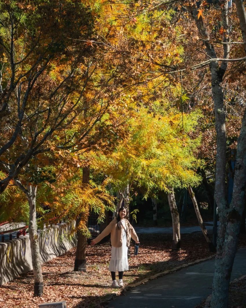 2025全台賞楓景點推薦！阿里山小笠原觀景台一片楓紅超夢幻、「這裡」除了楓葉還有落羽松拍起來美炸！-8