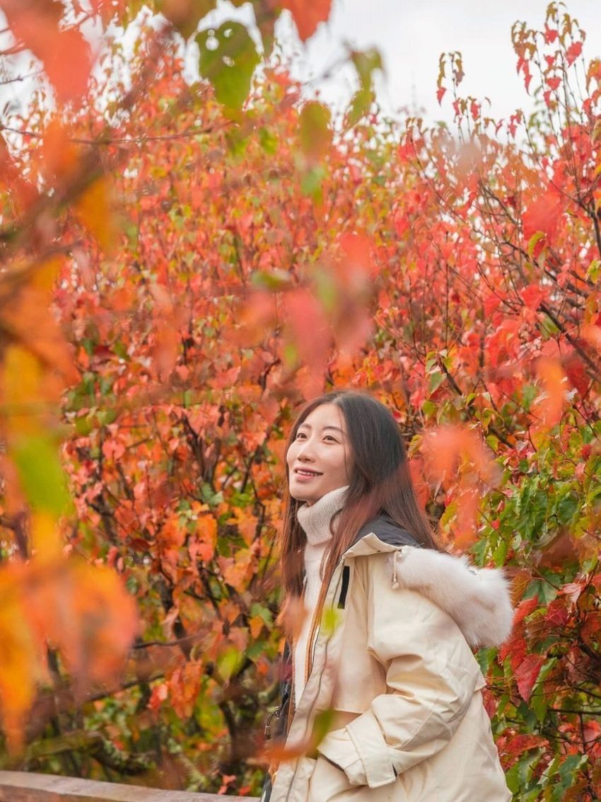 2025全台賞楓景點推薦！阿里山小笠原觀景台一片楓紅超夢幻、「這裡」除了楓葉還有落羽松拍起來美炸！-13