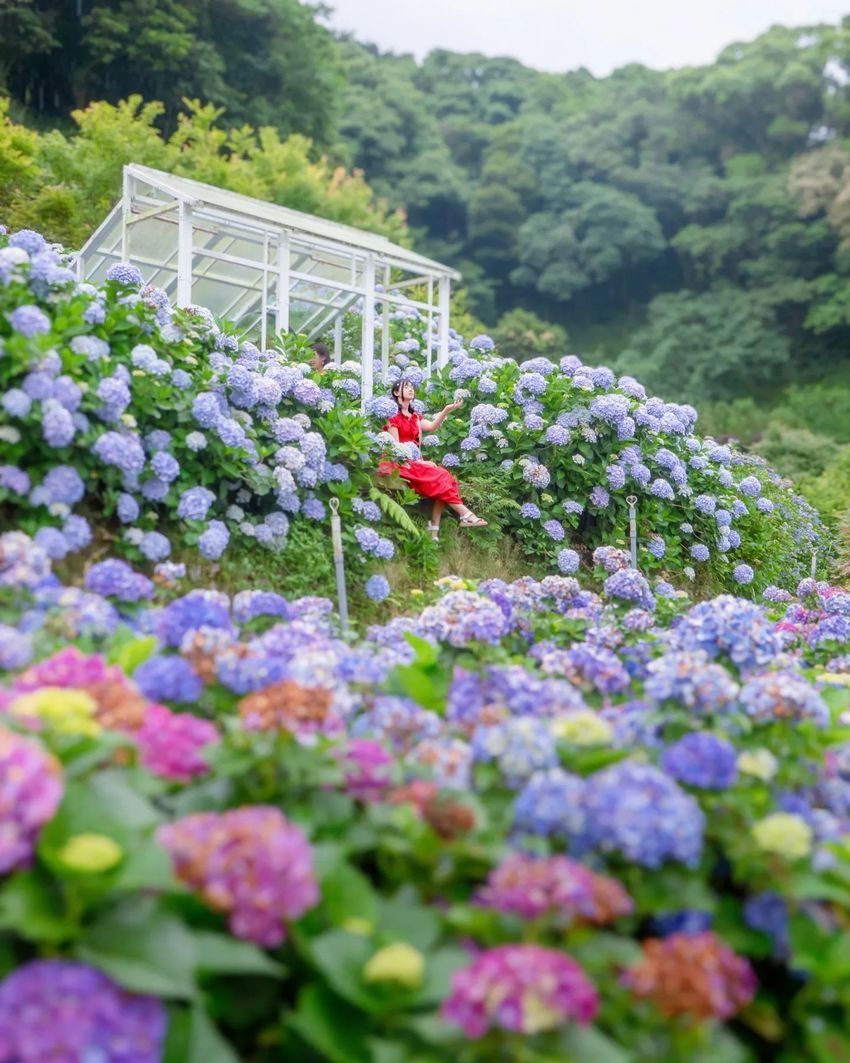 2026全台6大必拍繡球花景點推薦！陽明山竹子湖、苗栗花露農場⋯粉藍漸層花海隨便拍都美翻！-10