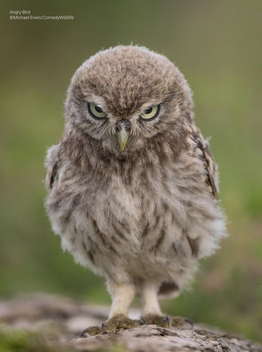 老師你看他啦！2023搞笑野生動物攝影獎「告狀小鳥」、「屁孩袋鼠」全都又萌又爆笑！-7