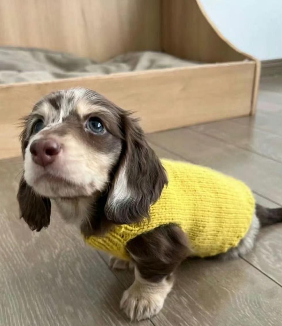 孫千撞臉愛犬、趙露思把毛孩變品牌主角！aespa寧寧也被小短腿收服，臘腸狗照顧6個重點一次看！-22