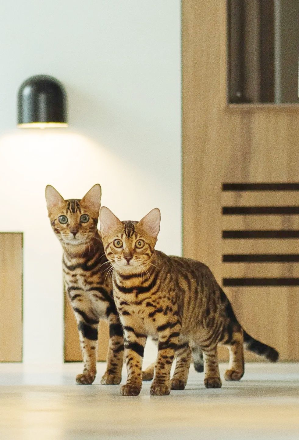 2026台北3大寵物旅館推薦！潘慧如「3天2夜旅館」對老狗超友善、這間按體型分區讓主人超安心！-18